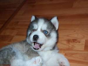HUSKY SIBERIAN 3 LUNI