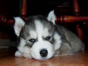 HUSKY SIBERIAN 3 LUNI