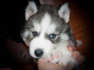 HUSKY SIBERIAN 3 LUNI