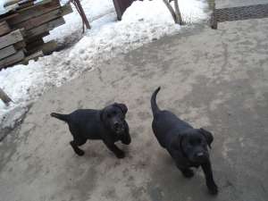 labrador retriver