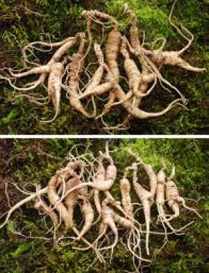 Vand radacina ginseng cultura de 3 ani