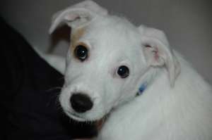 Ofer spre adoptie maidanez corcit cu labrador alb