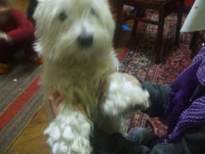 CAUTAM FETITA WESTIE CU PEDIGREE PT IMPERECHEAT
