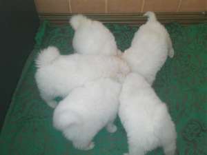 vand pui samoyed