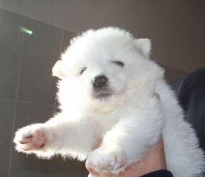 vand pui samoyed