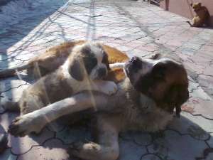 Vand catei din rasa Saint Bernard Constanta