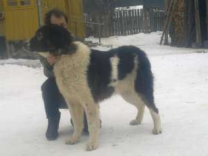 vand ciobanesti romanesti de bucovina ---0740343381---