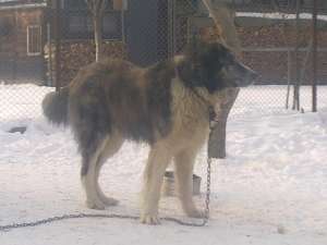 vand ciobanesti romanesti de bucovina ---0740343381---