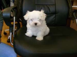 caut femela bichon-maltez,  pt imperechere