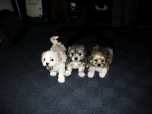 Bichon maltez !!!de vanzare
