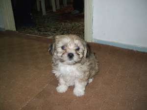 Bichon maltez !!!de vanzare