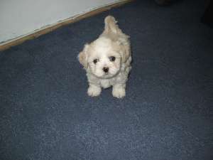 Bichon maltez !!!de vanzare
