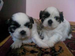 shih tzu catel