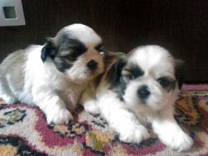 shih tzu catel