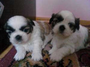 shih tzu catel