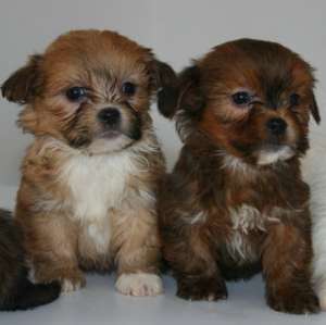 vand pui bichon havanez