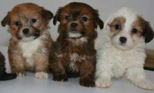 vand pui bichon havanez