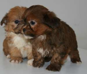 vand pui bichon havanez