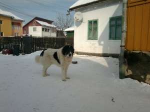 Ciobanesc de bucovina