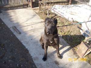VAND CATEA CANE CORSO