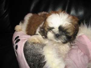 vand catel shih tzu 7 sapt