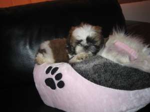 vand catel shih tzu 7 sapt