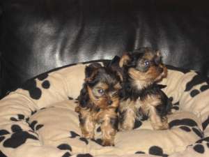 vand pui yorkshire terrier 7 sapt