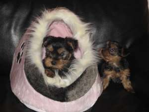 vand pui yorkshire terrier 7 sapt