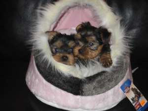vand pui yorkshire terrier 7 sapt