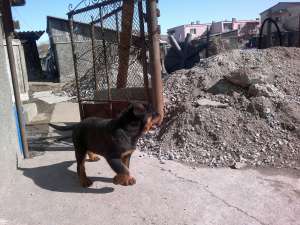 Vand pui de rottweiler