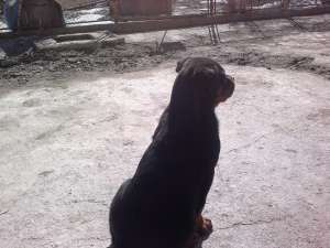 Vand pui de rottweiler