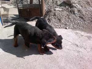 Vand pui de rottweiler