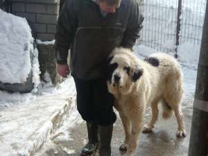 pui ciobanesc de bucovina