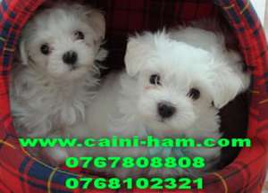 Oferim spre vanzare Bichoni maltese,   frisee si bolognese