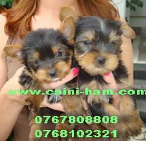 De vanzare Yorkshire Terrier