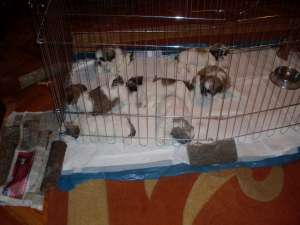 catei shih-tzu de vanzare