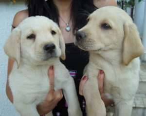 Oferim spre vanzare Golden si Labrador Retriever