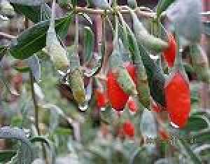 ARBUSTI SI SEMINTE GOJI