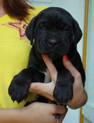 Oferim spre vanzare Cane Corso si Dog de Bordeaux