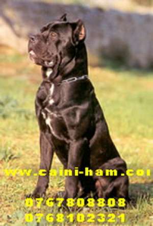 Oferim spre vanzare Cane Corso si Dog de Bordeaux
