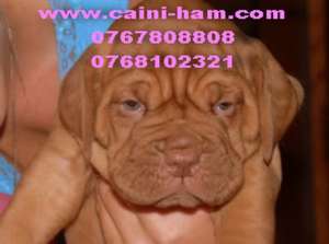 Oferim spre vanzare Cane Corso si Dog de Bordeaux