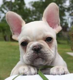 De vanzare Buldog francez si englez