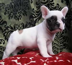 De vanzare Buldog francez si englez