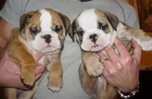 De vanzare Buldog francez si englez