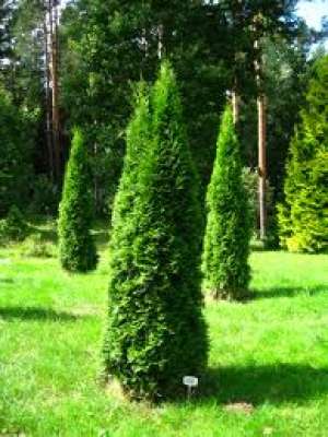 Thuja si alte 130 de specii de plante ornamentale de gradina
