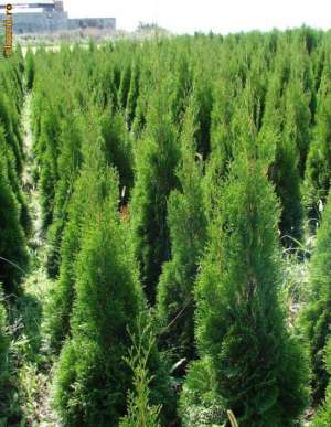 Thuja si alte 130 de specii de plante ornamentale de gradina