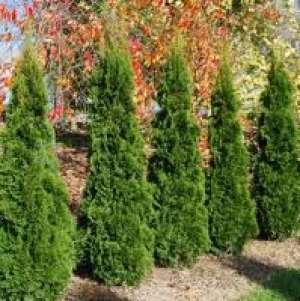 Thuja si alte 130 de specii de plante ornamentale de gradina