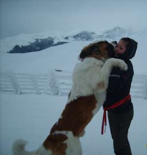 PUI SAINT BERNARD