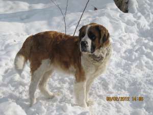 PUI SAINT BERNARD