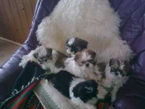PUI SHIH TZU SUPERBI DE VANZARE